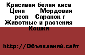 Красивая белая киса › Цена ­ 1 - Мордовия респ., Саранск г. Животные и растения » Кошки   